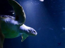 Haus des Meeres 4.02.2026